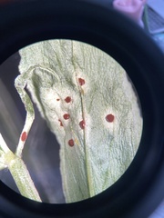 Uromyces viciae-fabae