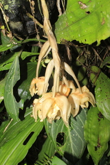 Stanhopea gibbosa