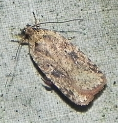 Agonopterix pulvipennella