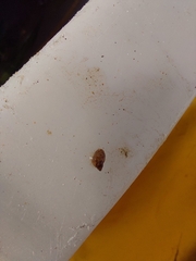 Tricolia pullus