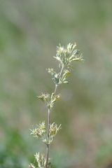 Silene hellmannii