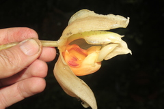 Stanhopea gibbosa