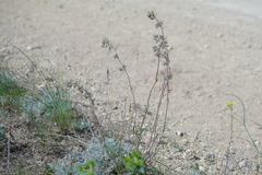 Silene hellmannii