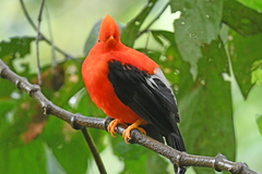 Rupicola peruvianus