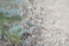 Silene hellmannii