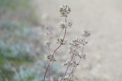 Silene hellmannii