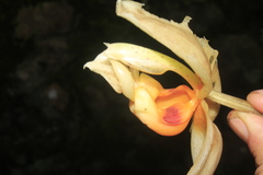 Stanhopea gibbosa