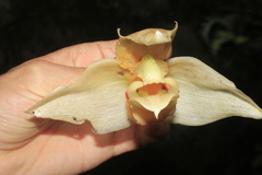 Stanhopea gibbosa
