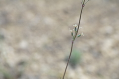 Silene hellmannii