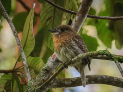 Malacoptila mystacalis