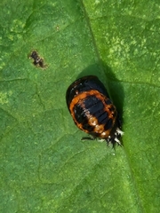 Harmonia axyridis