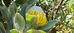 Leucospermum conocarpodendron conocarpodendron