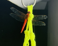 Rhodothemis rufa