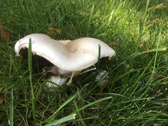 Agaricus