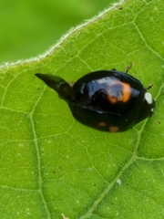 Harmonia axyridis