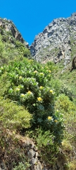 Leucospermum conocarpodendron conocarpodendron