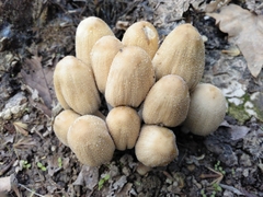 Coprinellus saccharinus