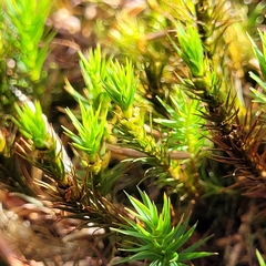 Polytrichum strictum