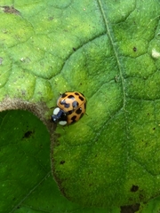 Harmonia axyridis