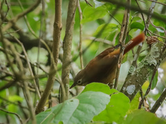 Anabacerthia striaticollis
