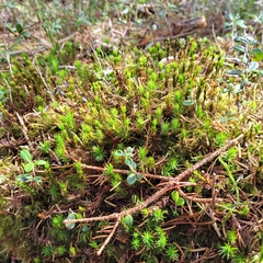 Polytrichum strictum
