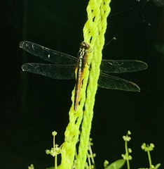 Rhodothemis rufa