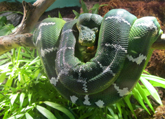Corallus caninus