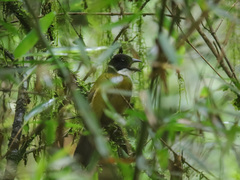 Arremon atricapillus