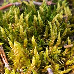 Hypnum cupressiforme lacunosum