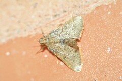 Hypsopygia nostralis