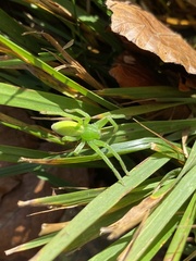 Micrommata virescens