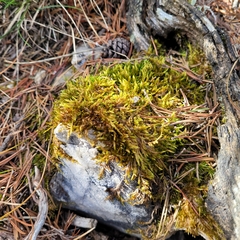 Hypnum cupressiforme lacunosum