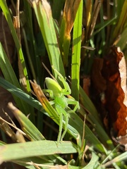 Micrommata virescens