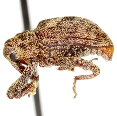 Cophes texanus
