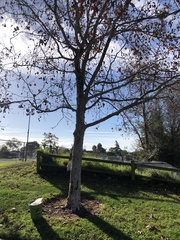 Platanus × hispanica