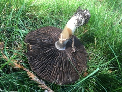 Agaricus