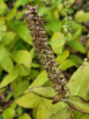 Stachys palustris