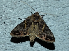 Ctenoplusia oxygramma