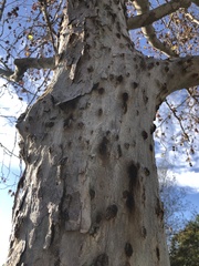 Platanus × hispanica