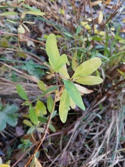 Mecardonia acuminata