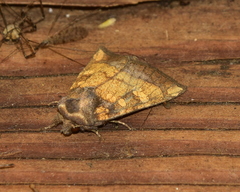 Papaipema cataphracta
