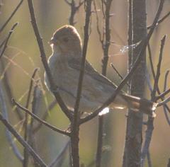 Passerina cyanea