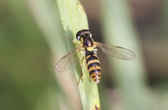 Sphaerophoria rueppellii