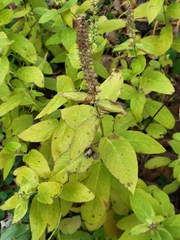 Stachys palustris
