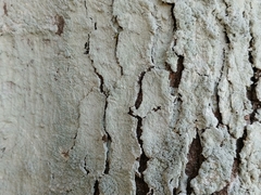 Opegrapha