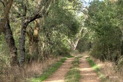 Fraxinus angustifolia