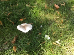 Agaricus