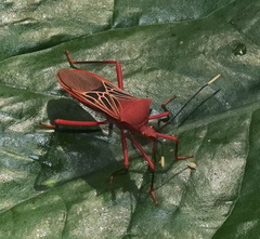 Leptoscelis centralis