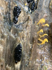 Jackrogersella multiformis