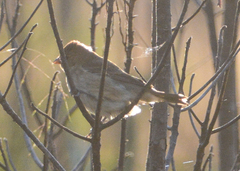 Passerina cyanea